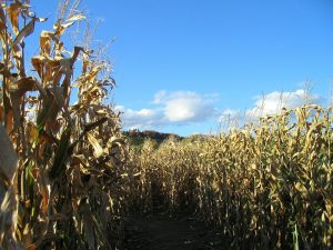 Youth, hayride, corn maze, autumn