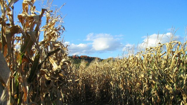 Youth, hayride, corn maze, autumn